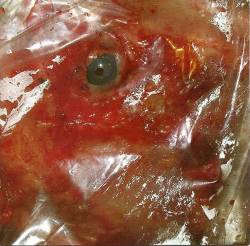 Hog Caller : Predestined for Hell